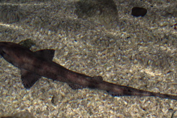 Kleingefleckter Katzenhai
